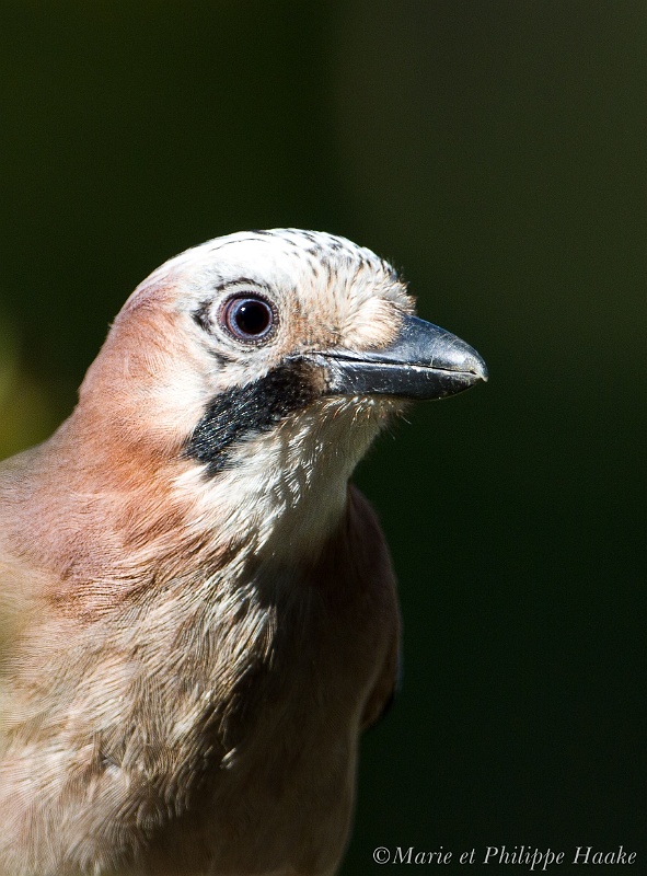 Geai 4679_wm.jpg - Geai des chênes, Eurasian Jay, Garrulus glandarius (Ermitage, Genève, Suisse, avril 2011)